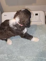 Barbie, a female Bernese Mountain Dog and Poodle - Standard  for sale in Simpsonville, SC – 2 of 3