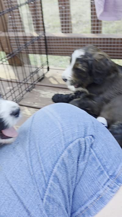 Royal, a male Bernese Mountain Dog and Poodle - Standard  for sale in Simpsonville, SC – 2 of 2
