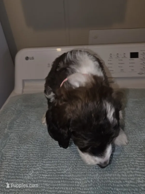 Barbie – Bernese Mountain Dog, Poodle - Standard  puppy for sale in Simpsonville, SC