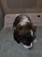 Barbie, a female Bernese Mountain Dog and Poodle - Standard  for sale in Simpsonville, SC – 1 of 3