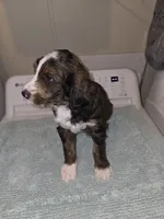 Chilli Pepper, a male Poodle - Standard  for sale in Simpsonville, SC – 1 of 2