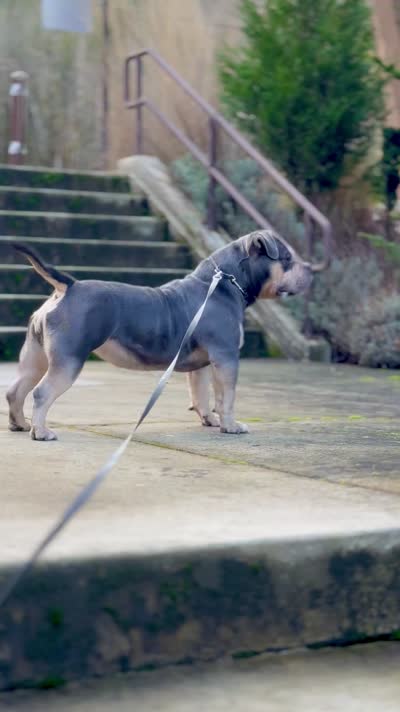 MILESTONE, a female American Bully for sale in Issaquah, WA – 7 of 8
