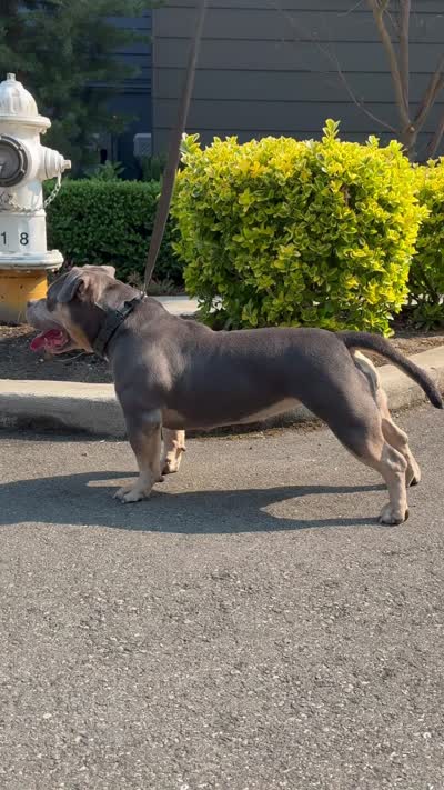 MILESTONE, a female American Bully for sale in Issaquah, WA – 6 of 8