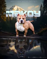 MILESTONE, a female American Bully for sale in Issaquah, WA – 4 of 8