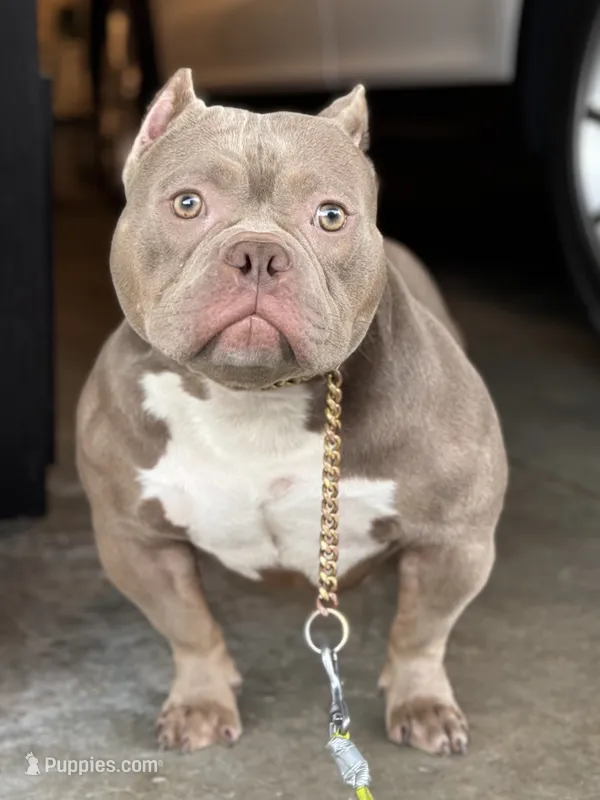Beautiful 3-Year-Old Female American Bully Available – American Bully puppy for sale in Issaquah, WA