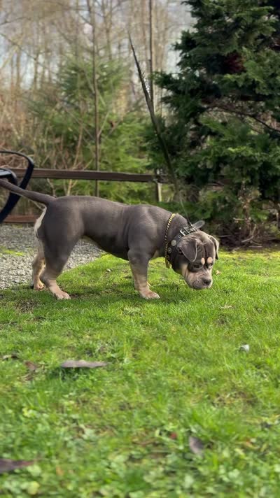 MILESTONE, a female American Bully for sale in Issaquah, WA – 8 of 8