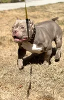 KIYOMI, a female American Bully for sale in Issaquah, WA – 10 of 10