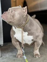 KIYOMI, a female American Bully for sale in Issaquah, WA – 3 of 10