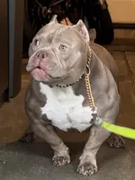 KIYOMI, a female American Bully for sale in Issaquah, WA – 4 of 10