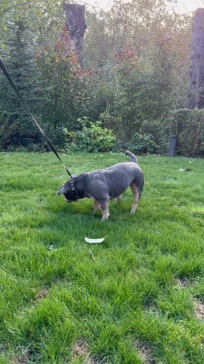 GORGEOUS BLUE-TRI POCKET BULLY, a female American Bully for sale in Issaquah, WA – 5 of 9