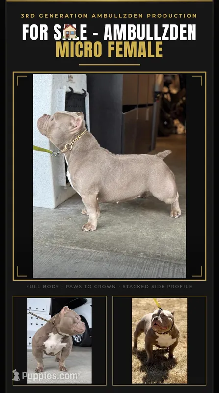 KIYOMI – American Bully puppy for sale in Issaquah, WA