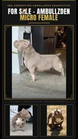 KIYOMI, a female American Bully for sale in Issaquah, WA – 1 of 10
