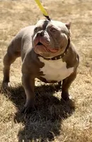 KIYOMI, a female American Bully for sale in Issaquah, WA – 9 of 10