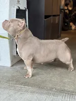 KIYOMI, a female American Bully for sale in Issaquah, WA – 7 of 10