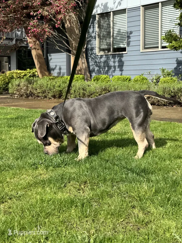 MILESTONE – American Bully puppy for sale in Issaquah, WA