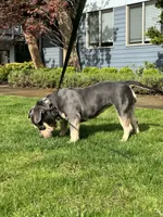 MILESTONE, a female American Bully for sale in Issaquah, WA – 1 of 8