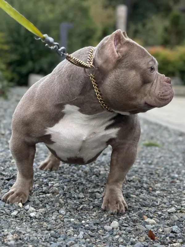 GORGEOUS LILAC MICRO BULLY 👀4A🏡 – American Bully puppy for sale in Issaquah, WA