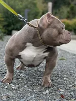 KIYOMI, a female American Bully for sale in Issaquah, WA – 6 of 10
