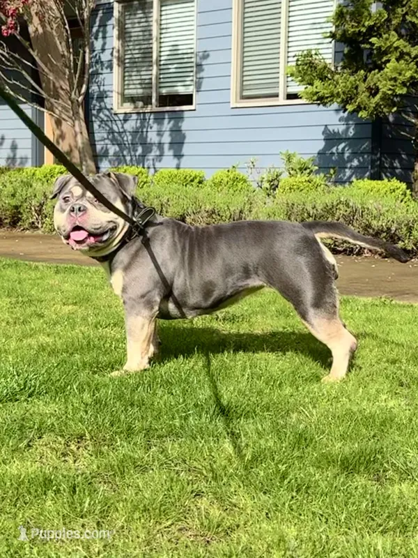 Beautiful Tri-Color American Bully Available – American Bully puppy for sale in Issaquah, WA