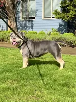 MILESTONE, a female American Bully for sale in Issaquah, WA – 3 of 8