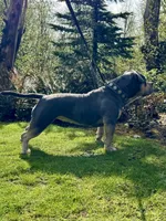 MILESTONE, a female American Bully for sale in Issaquah, WA – 5 of 8