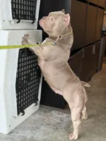 KIYOMI, a female American Bully for sale in Issaquah, WA – 8 of 10
