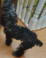 Blu Key , a male Poodle - Miniature  for sale in Cherry Hill Township, NJ – Photo 1 of 3
