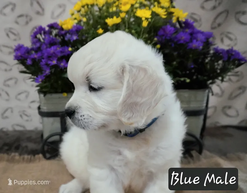 MN Oleg – English Cream Golden Retriever puppy for sale in Brainerd, MN