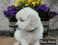 MN Oleg, a male Golden Retriever for sale in Brainerd, MN – 1 of 3