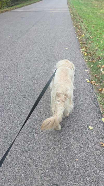Atlas, a male Golden Retriever for sale in Brainerd, MN – 3 of 3