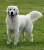 MN Male, a male English Cream Golden Retriever for sale in Brainerd, MN – Photo 2 of 3