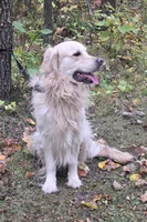 Atlas, a male Golden Retriever for sale in Brainerd, MN – 2 of 3