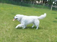 MN Oleg, a male Golden Retriever for sale in Brainerd, MN – 3 of 3