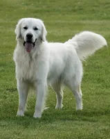 MN Oleg, a male Golden Retriever for sale in Brainerd, MN – 2 of 3