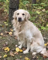 Atlas, a male Golden Retriever for sale in Brainerd, MN – 1 of 3