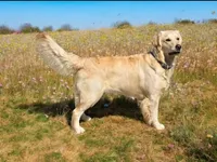 MN Male, a male Golden Retriever for sale in Brainerd, MN – Photo 3 of 3