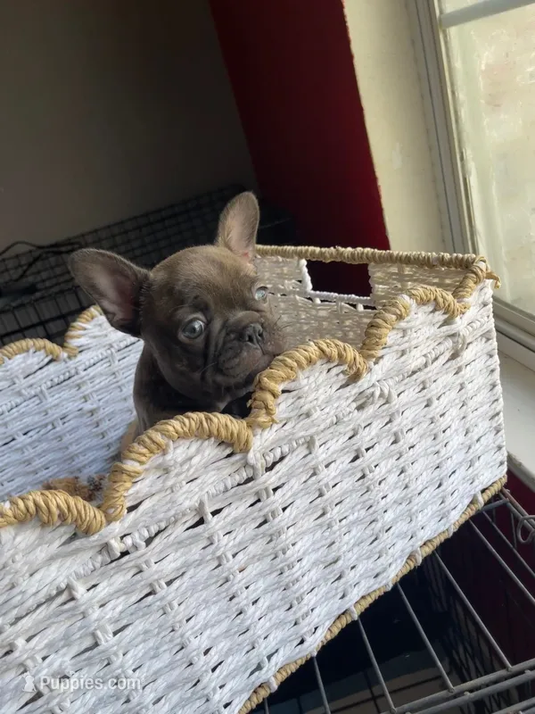 Mac – French Bulldog puppy for sale in Mesquite, TX