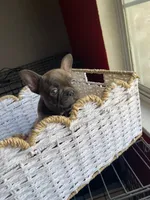 Mac, a male French Bulldog for sale in Mesquite, TX – 1 of 5
