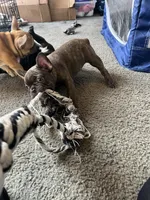 Mac, a male French Bulldog for sale in Mesquite, TX – 3 of 5