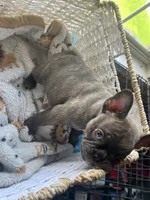 Mac, a male French Bulldog for sale in Mesquite, TX – 4 of 5