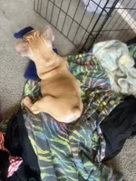 Tyson, a male French Bulldog for sale in Mesquite, TX – 1 of 5