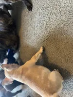 Tyson, a male French Bulldog for sale in Mesquite, TX – 4 of 5