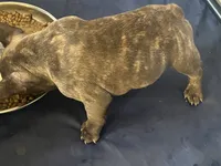 Mac, a male French Bulldog for sale in Mesquite, TX – 2 of 5