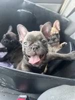 Mac, a male French Bulldog for sale in Mesquite, TX – 5 of 5