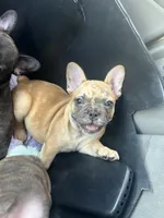 Tyson, a male French Bulldog for sale in Mesquite, TX – 2 of 5