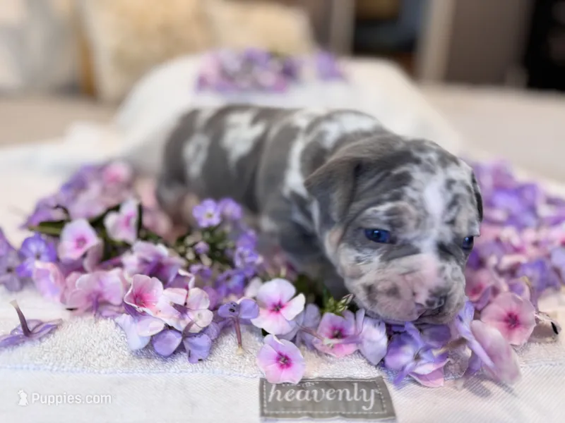 Puppy six – American Bully puppy for sale in Draper, VA