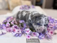 Puppy six, a male American Bully for sale in Draper, VA – 1 of 6