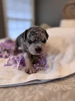 Puppy four, a male American Bully for sale in Draper, VA – 2 of 7