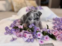 Puppy six, a male American Bully for sale in Draper, VA – 2 of 6