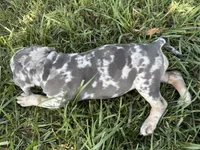Puppy female , a female American Bully for sale in Draper, VA – 5 of 7
